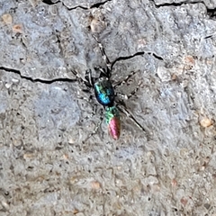 Salticus peckhamae