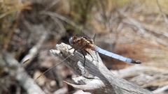Orthetrum azureum