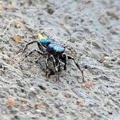 Salticus peckhamae