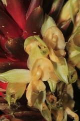 Goeppertia variegata