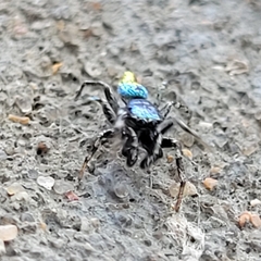 Salticus peckhamae