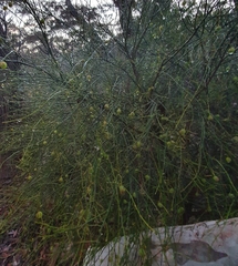 Leptomeria acida