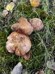 Cortinarius flavescentipes