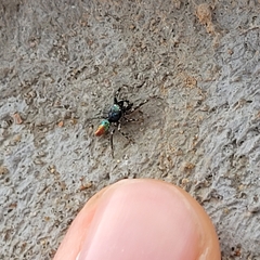 Salticus peckhamae