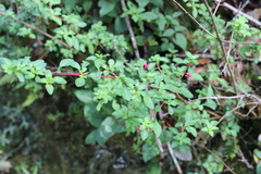 Fuchsia microphylla