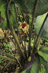 Goeppertia variegata