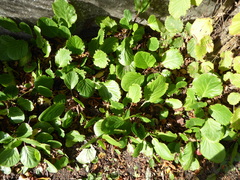 Bergenia crassifolia