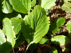 Bergenia crassifolia