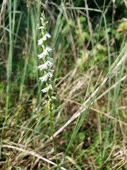 Spiranthes vernalis