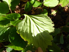 Bergenia crassifolia