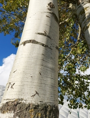 Populus tremula