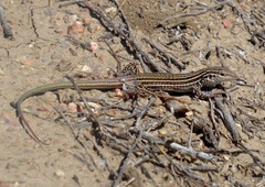 Aspidoscelis neotesselatus