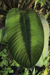 Goeppertia variegata