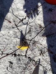 Trichostema suffrutescens