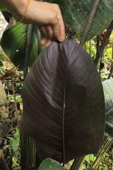 Goeppertia variegata
