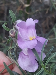 Antirrhinum tortuosum