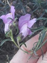 Antirrhinum tortuosum
