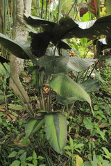 Goeppertia variegata