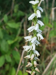 Spiranthes vernalis
