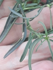 Antirrhinum tortuosum