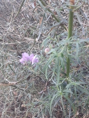 Antirrhinum tortuosum