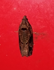 Tortricidae