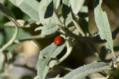 Cycloneda sanguinea