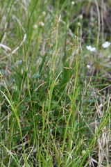 Carex krausei