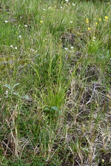 Carex krausei