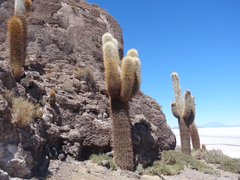 Trichocereus atacamensis