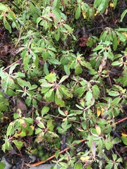 Kalmia