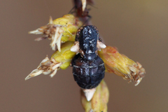 Ophiocordyceps dipterigena
