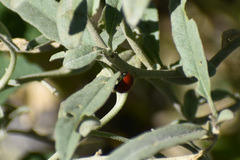 Cycloneda sanguinea