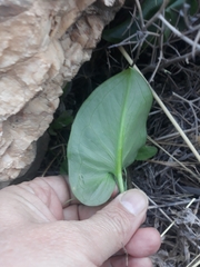 Arisarum vulgare