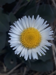 Bellis sylvestris