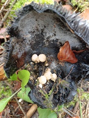 Asterophora parasitica