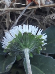 Bellis sylvestris