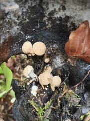 Asterophora parasitica