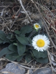 Bellis sylvestris