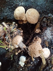 Asterophora parasitica