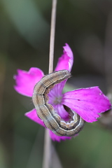 Helicoverpa armigera