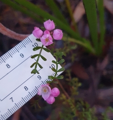 Boronia microphylla