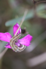 Helicoverpa armigera