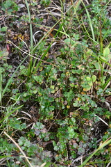 Thalictrum alpinum