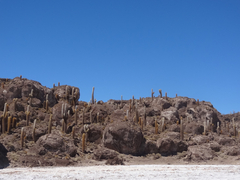 Trichocereus atacamensis