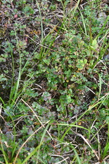Thalictrum alpinum