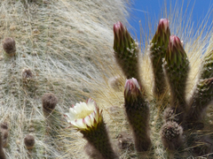 Trichocereus atacamensis