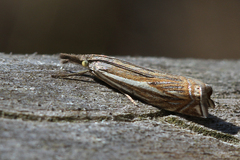 Crambus lathoniellus