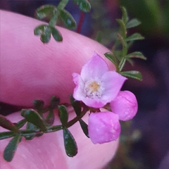 Boronia microphylla