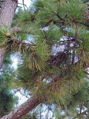 Pinus thunbergii